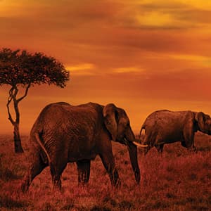 East Africa Private Safari with Nairobi