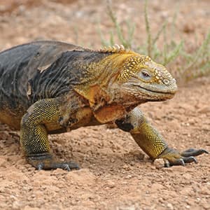 Independent Galapagos cruise aboard the Galápagos Legend with Ecuador's Amazon & Peru