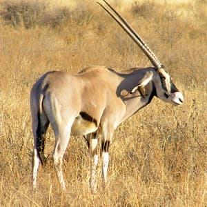 Kenya & Tanzania: The Safari Experience with Zanzibar